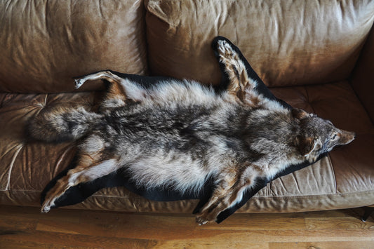 Genuine Coyote Rug Taxidermy Skull Bone Black Felt Backing Gorgeous Fur
