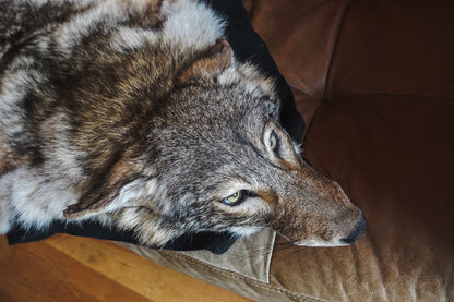 Genuine Coyote Rug Taxidermy Skull Bone Black Felt Backing Gorgeous Fur