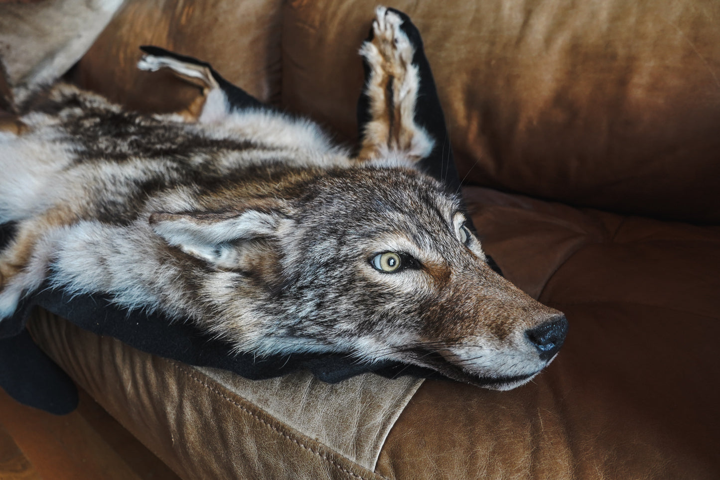 Genuine Coyote Rug Taxidermy Skull Bone Black Felt Backing Gorgeous Fur