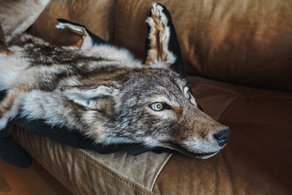 Genuine Coyote Rug Taxidermy Skull Bone Black Felt Backing Gorgeous Fur