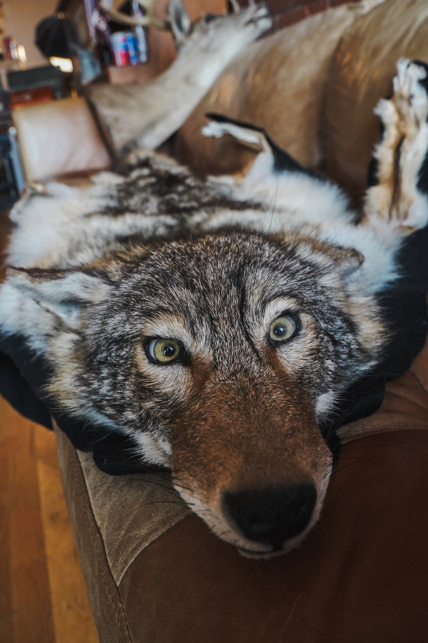 Genuine Coyote Rug Taxidermy Skull Bone Black Felt Backing Gorgeous Fur