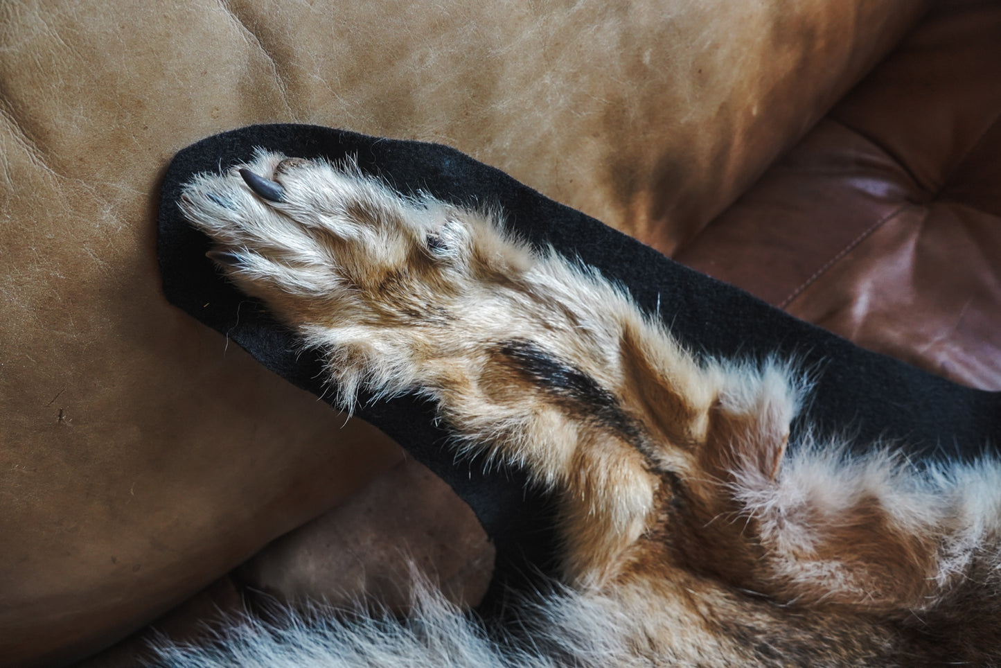Genuine Coyote Rug Taxidermy Skull Bone Black Felt Backing Gorgeous Fur