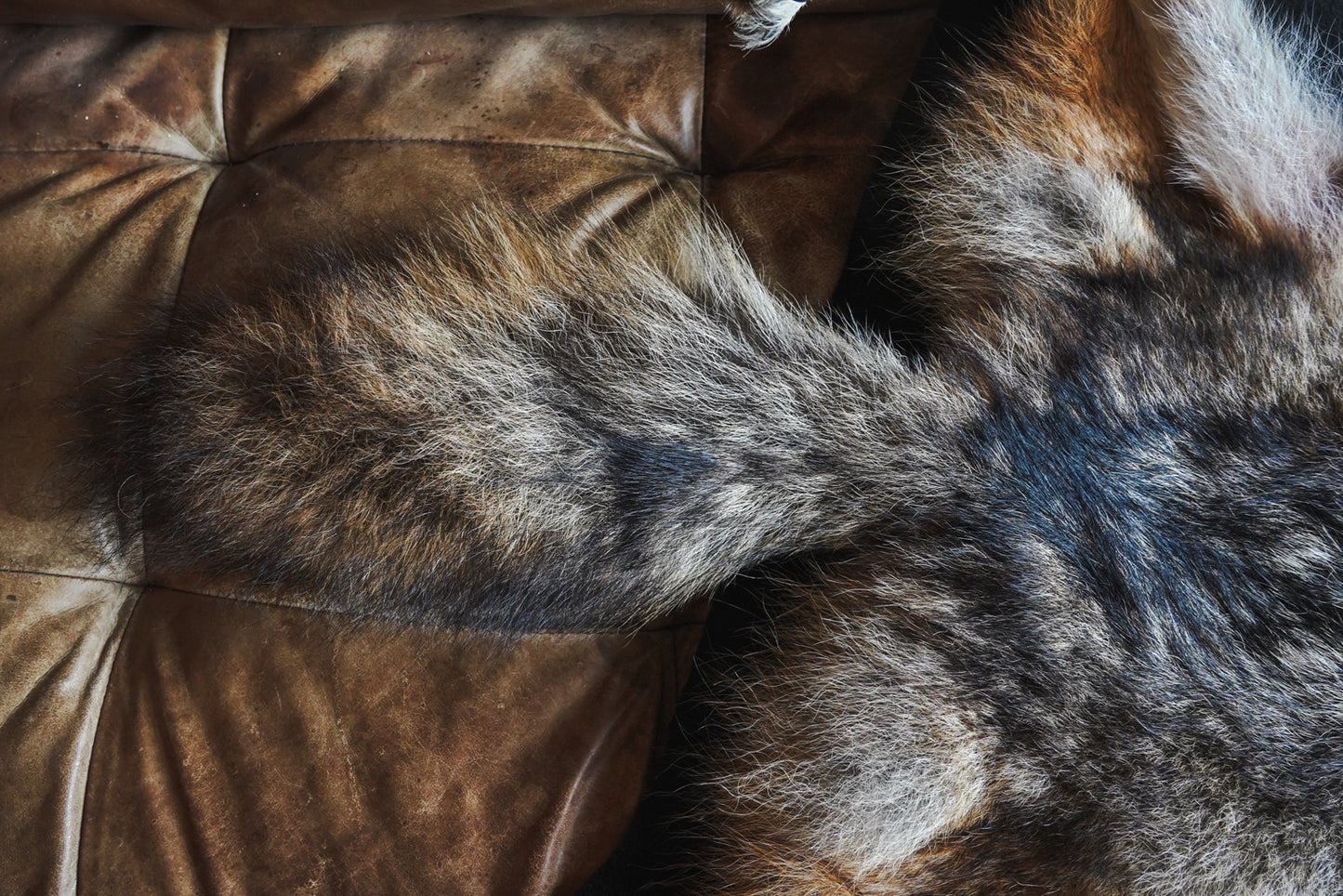 Genuine Coyote Rug Taxidermy Skull Bone Black Felt Backing Gorgeous Fur