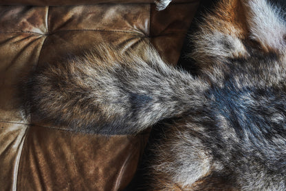 Genuine Coyote Rug Taxidermy Skull Bone Black Felt Backing Gorgeous Fur