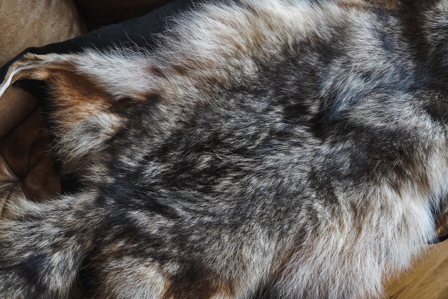 Genuine Coyote Rug Taxidermy Skull Bone Black Felt Backing Gorgeous Fur