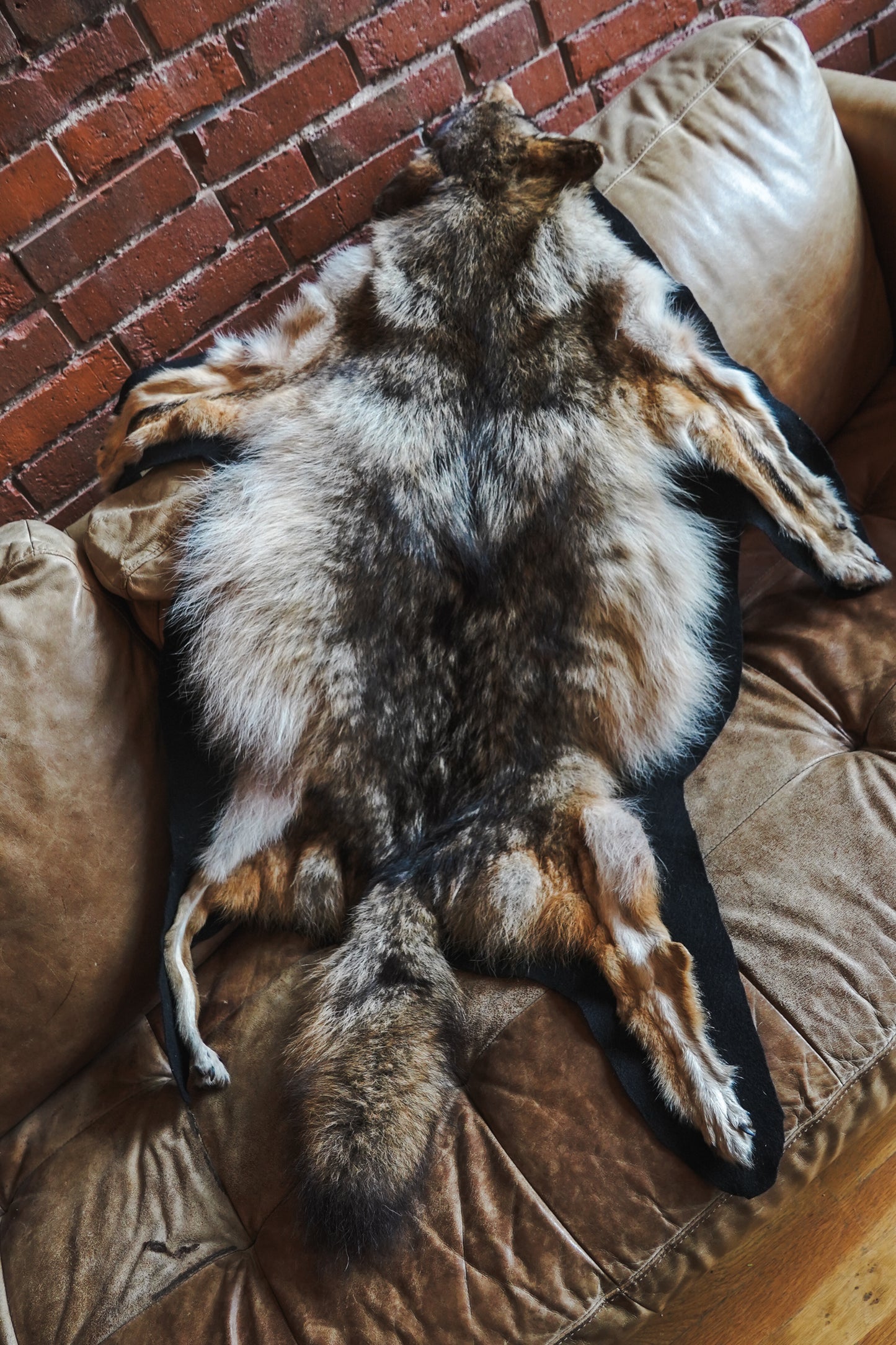 Genuine Coyote Rug Taxidermy Skull Bone Black Felt Backing Gorgeous Fur