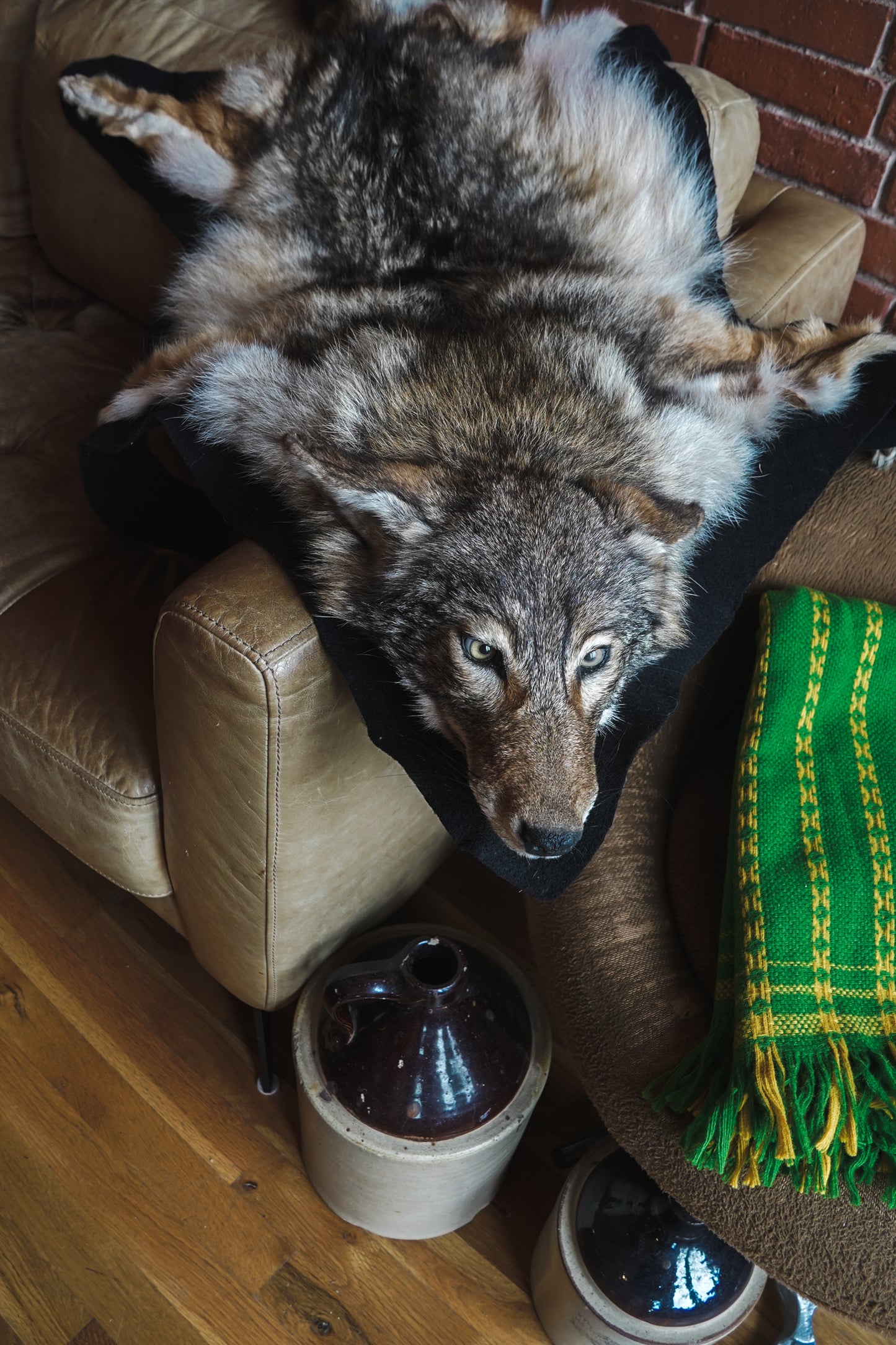 Genuine Coyote Rug Taxidermy Skull Bone Black Felt Backing Gorgeous Fur