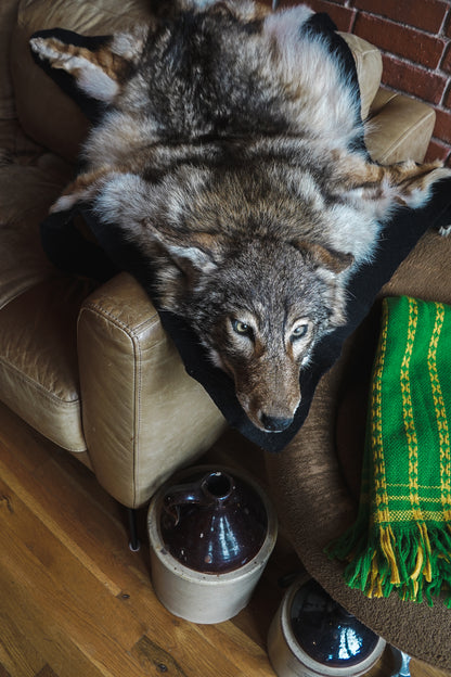 Genuine Coyote Rug Taxidermy Skull Bone Black Felt Backing Gorgeous Fur