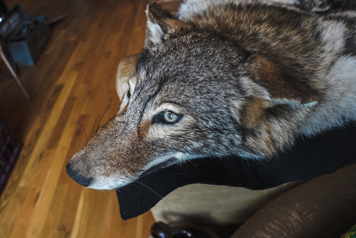 Genuine Coyote Rug Taxidermy Skull Bone Black Felt Backing Gorgeous Fur